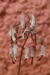 flores marchitas de kalanchoe daigremontiana 