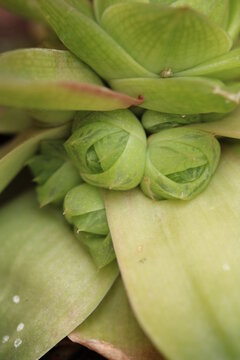 close up de haworthia cooperi con plantulias