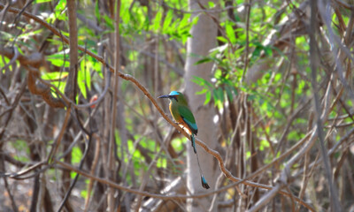 Bird hidden among the branches, green bird hidden in the trees, Nicaraguan national bird