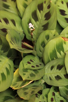 sapito o maranta de color verde con negro y flor blanca