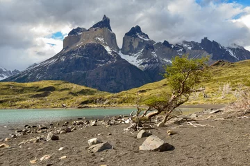 Papier Peint photo autocollant Cuernos del Paine small tree and lake against Cuernos del Paine mountain peaks, patagonia, Chile