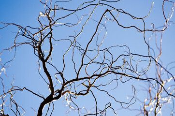 Fototapeta na wymiar branches of a tree against sky