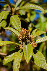 Obraz premium close up of green leaves