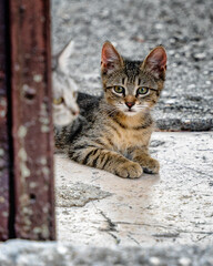 Fototapeta na wymiar Kitten on the Old Marble Gateway.