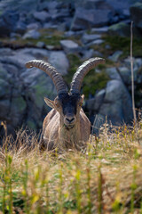 Mountain Goat-1