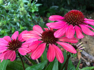Obraz premium Pink Echinacea in flower in late summer in a garden in England, United Kingdom