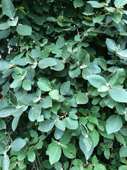 Wayfaring tree Vibernum lantana with display of leaf formation