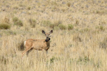 Naklejka na ściany i meble Mule deer doe with a tracking collar Antelope Island Utah
