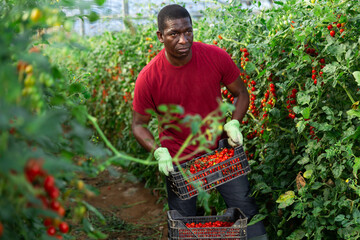 Focused aframerican male gardener working in greenhouse, stacking plastic boxes with freshly gathered red cherry tomatoes