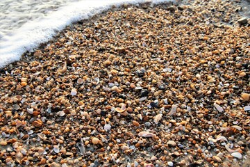 Shells in the Sand and Sea Foam