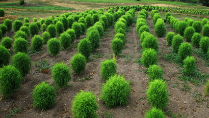 ゆにガーデンのコキア