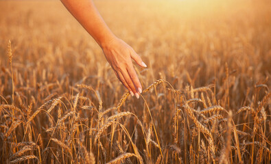 A woman's hand touches wheat ears in a field, a field in the golden light of the sunset. The concept of harvesting. © Tatyana