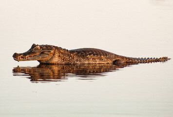 Jacaré na água
Alligator in the water
(Caiman crocodilus)