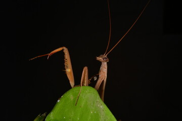 MANTIS RELIGIOSA CLOSE UP