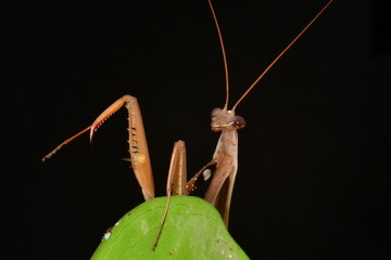 MANTIS RELIGIOSA CLOSE UP