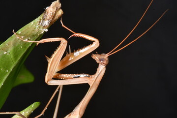 MANTIS RELIGIOSA CLOSE UP