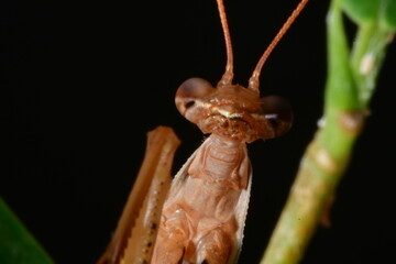 MANTIS RELIGIOSA CLOSE UP