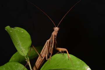 MANTIS RELIGIOSA CLOSE UP
