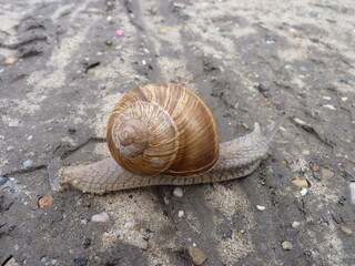 a beautiful snail on a summer afternoon
