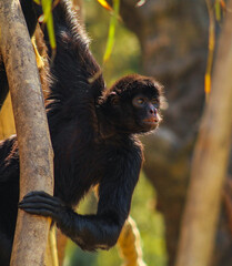 Monkey

(Ateles paniscus)