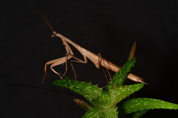 MANTIS RELIGIOSA CLOSE UP