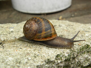 a beautiful snail on a summer afternoon
