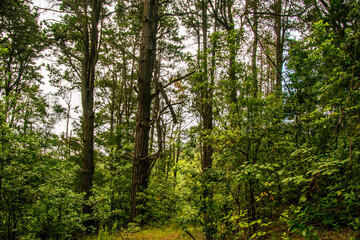 Naklejka premium Árboles en un Bosque en Agua García, isla de Tenerife
