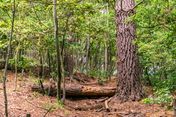 Árboles en un Bosque en Agua García, isla de Tenerife