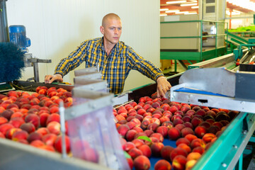 European man sorting peaches on the conveyor.