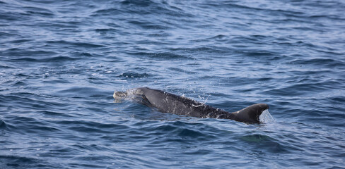 Fototapeta premium dolphin in the water, bottlenose 