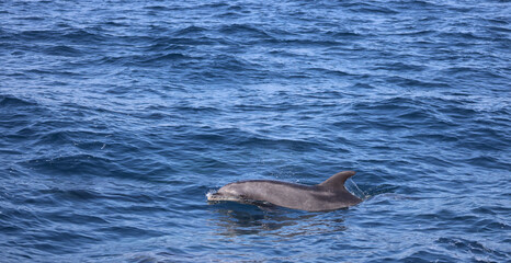 Fototapeta premium dolphin playing in the water, bottlenose 