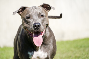 Fototapeta premium Pit bull dog playing in the garden of the house. Running and catching the ball. Sunny day.