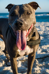 Pit bull dog playing on the beach at sunset. Enjoying the sand and the sea on a sunny day.