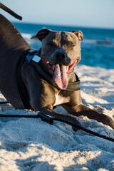 Pit bull dog playing on the beach at sunset. Enjoying the sand and the sea on a sunny day.