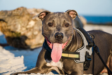 Pit bull dog playing on the beach at sunset. Enjoying the sand and the sea on a sunny day.