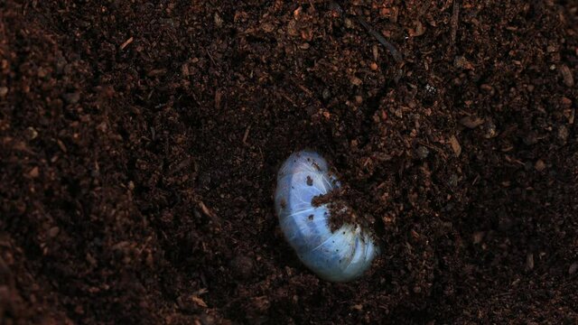 土の中に潜り込んでいくカブトムシの幼虫