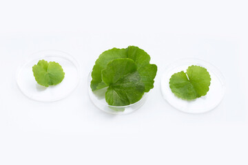 Fresh leaves of gotu kola in petri dishes on white background.
