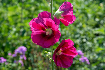 Closeup of the malva flower