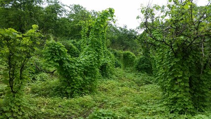 I took this picture during my beautiful, fun and exciting trip to the Dhofar region in the Sultanate of Oman