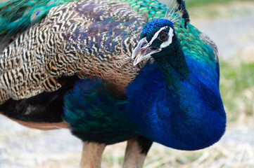 Close-up of a Peacock walking around outside of a farm.