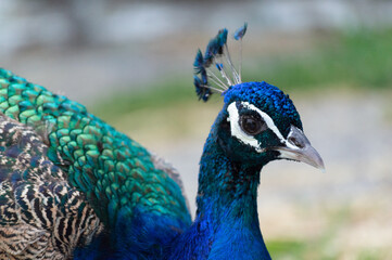 Close-up of a Peacock walking around outside of a farm.