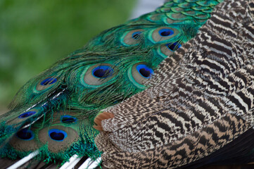 Colourful Close-up of a peacock's train closed.