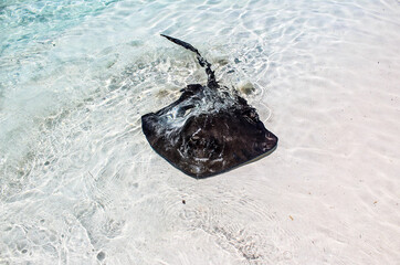 Stingray