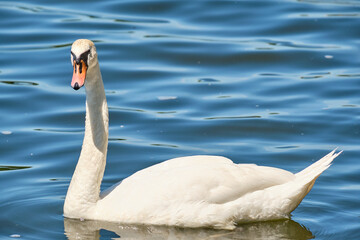 White Swan in the pond of Kaliningrad in the daytime in summer.