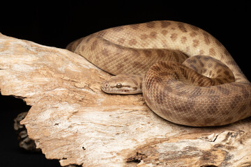 Children's Python Brown Snake on black background and timber log