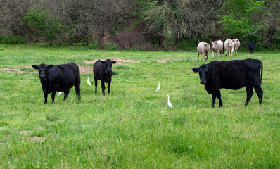 Fototapeta premium Sharing pasture land seems to be no problem for these beef cattle and the white egrets in Missouri. Bokeh effect.