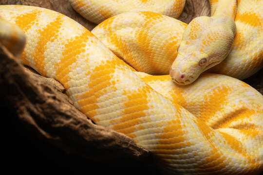 Albino Darwin Carpet Python Yellow and White Snake on black background and timber log tree branch
