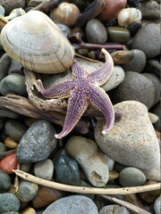 Fototapeta na wymiar starfish and stones on beach