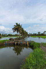 Fototapeta na wymiar farmlands of Kerala