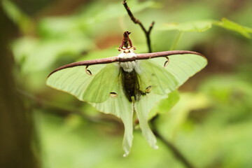 luna moth 